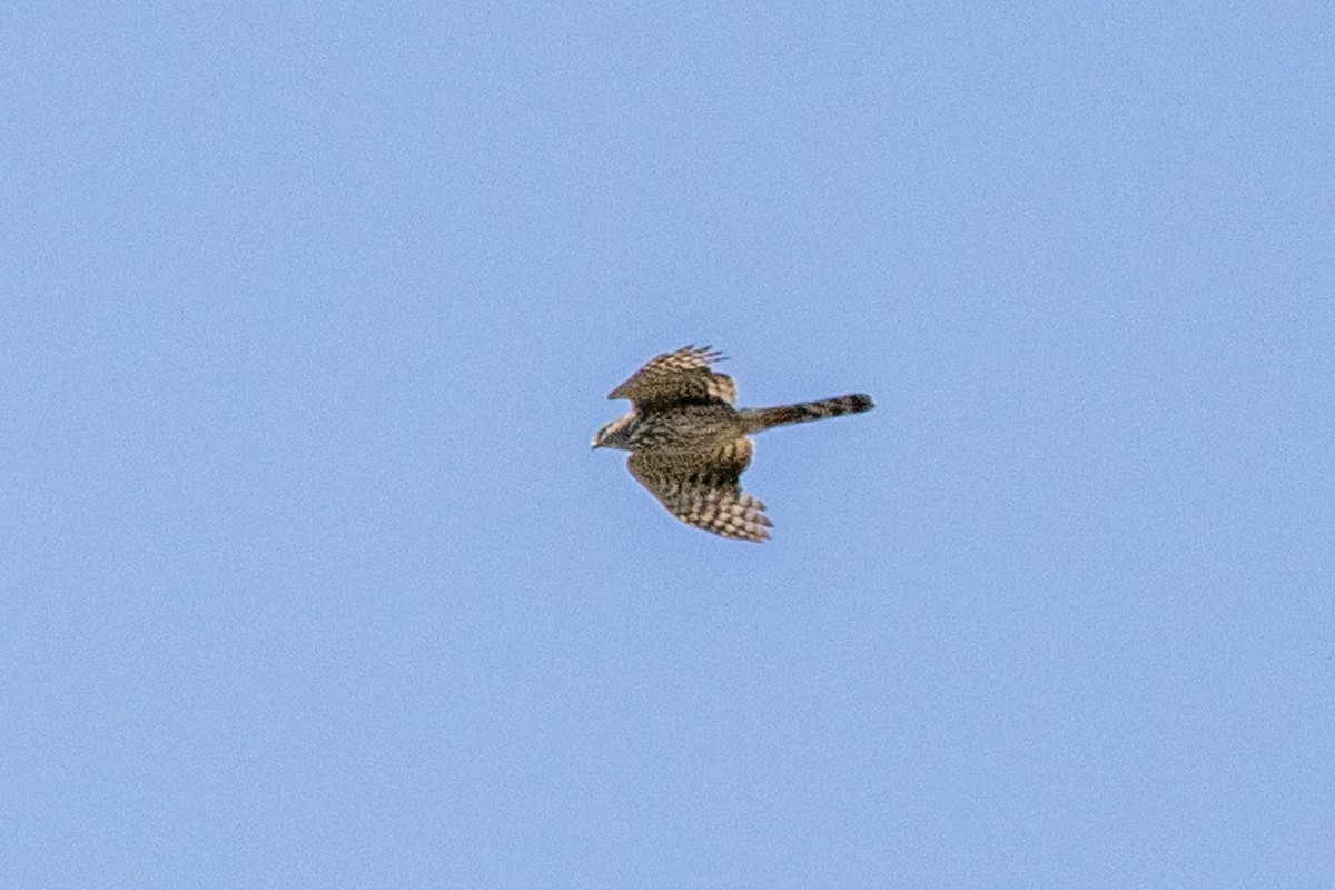 Sharp-shinned/Cooper's Hawk - ML638246839