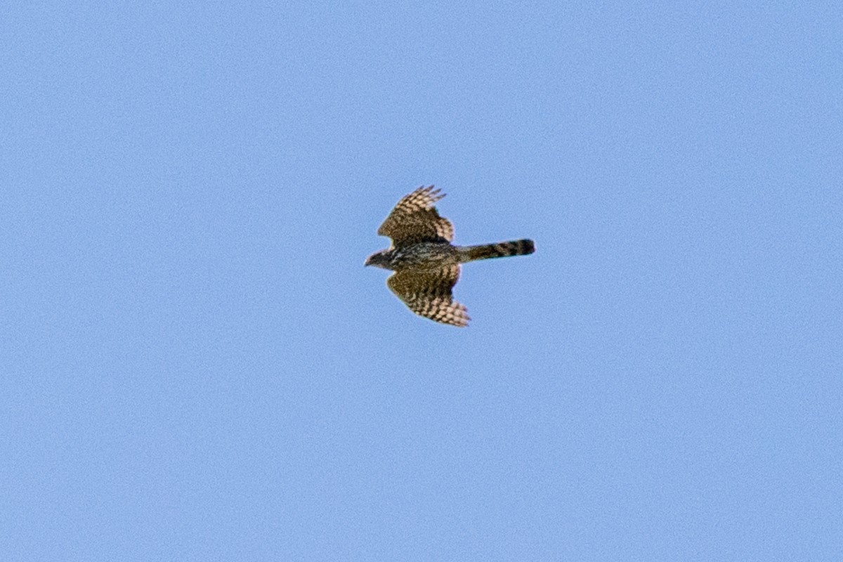 Sharp-shinned/Cooper's Hawk - ML638246840
