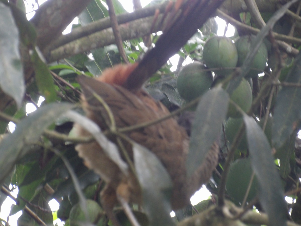 Rufous-vented Chachalaca (Rufous-tipped) - ML638246843