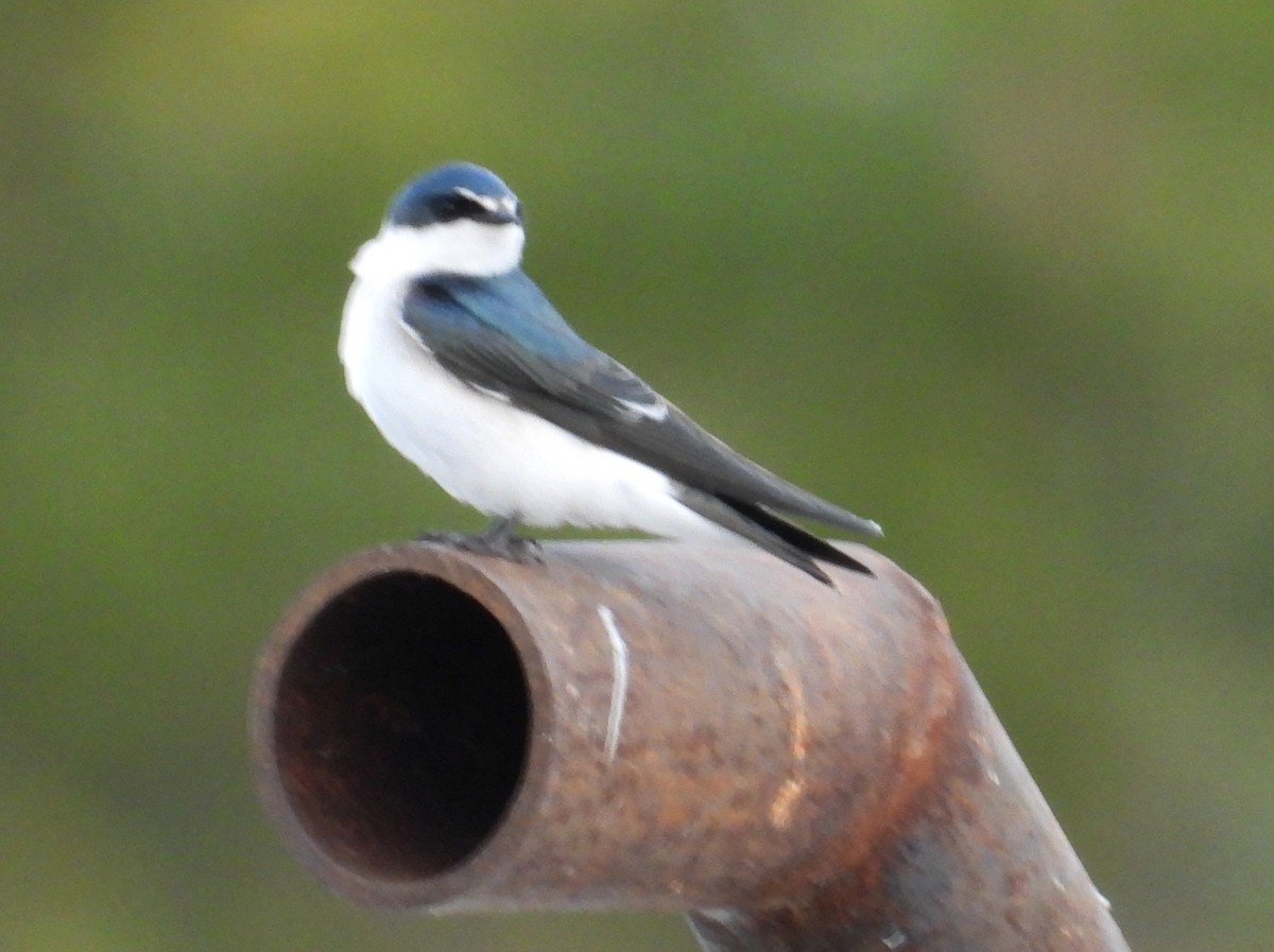 White-rumped Swallow - ML638246876
