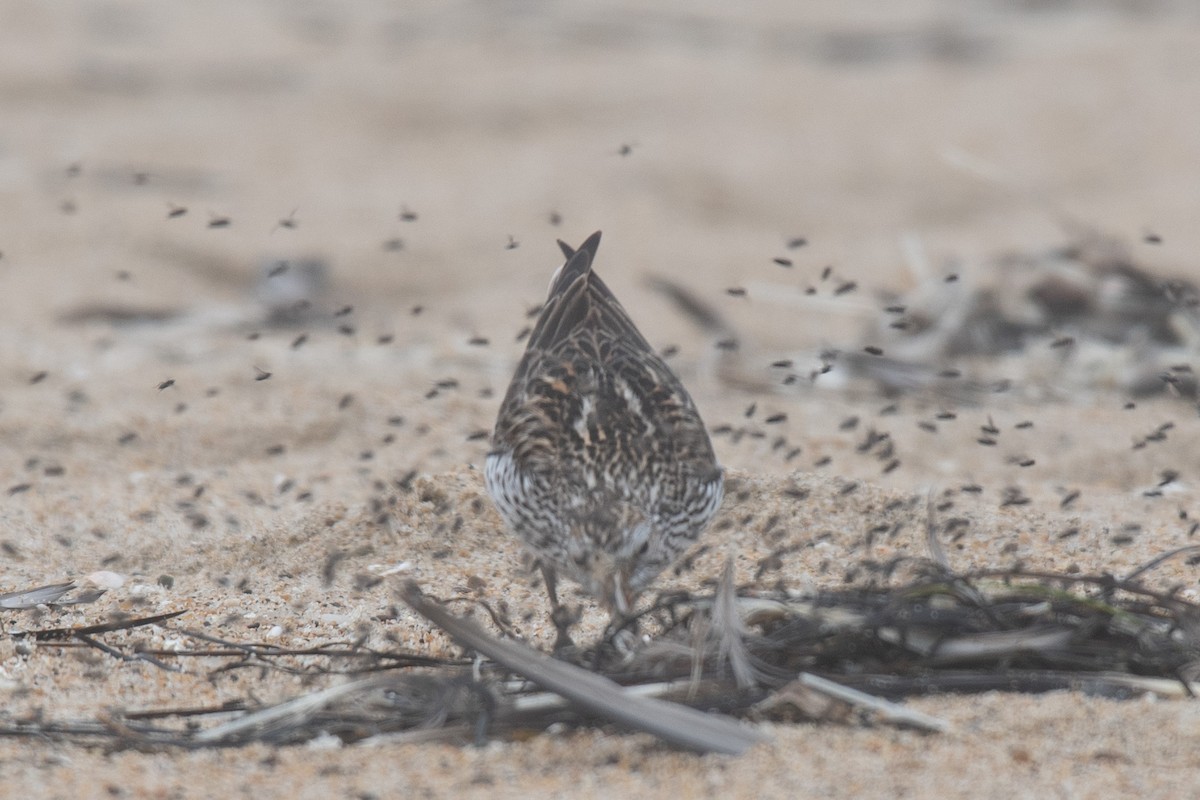White-rumped Sandpiper - ML638246902