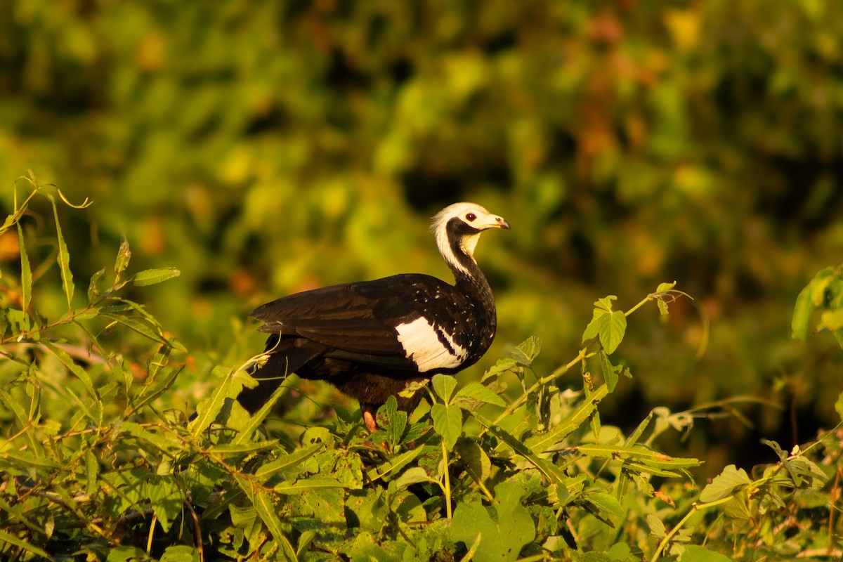 White-throated Piping-Guan - ML638246913
