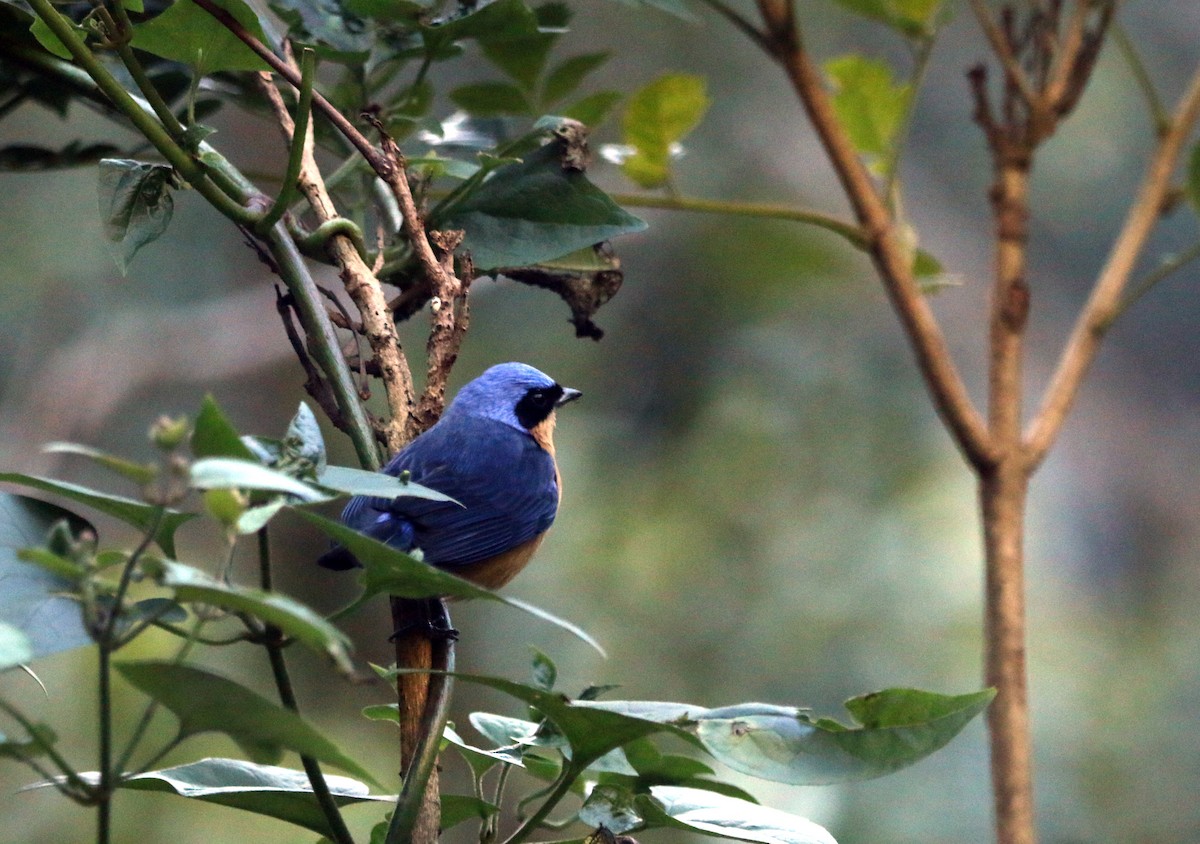 Fawn-breasted Tanager - ML638246919