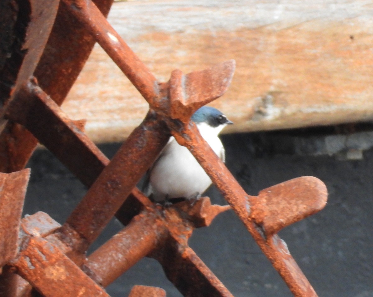White-rumped Swallow - ML638246952