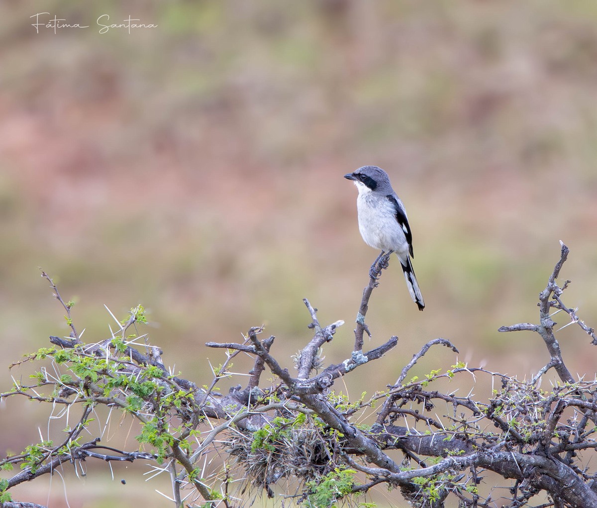 Pie-grièche migratrice - ML638246995