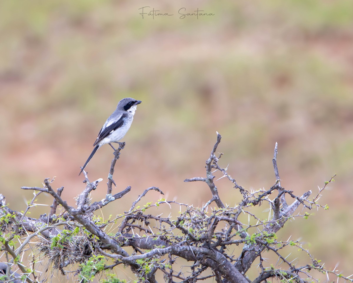 Pie-grièche migratrice - ML638246996