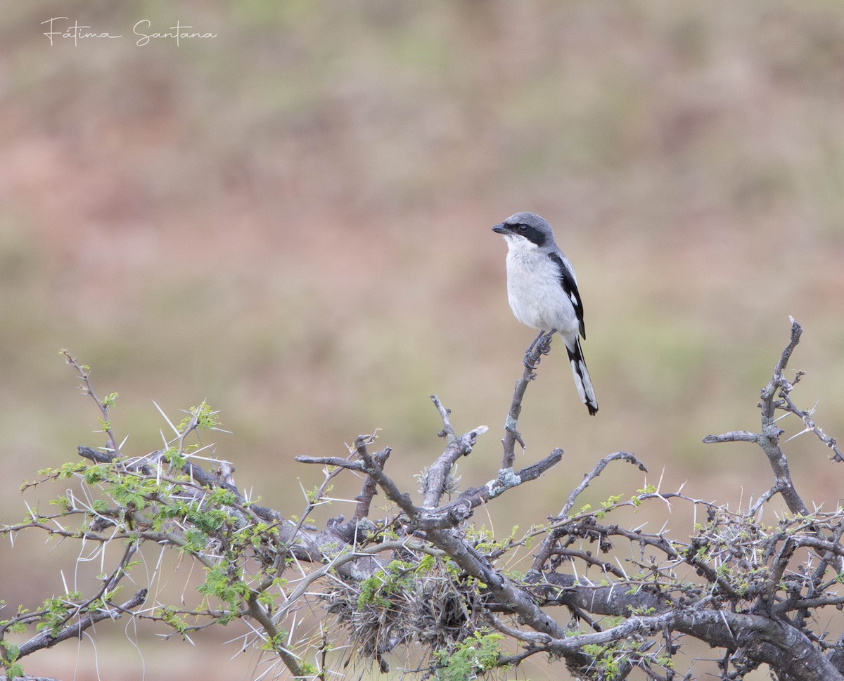 Pie-grièche migratrice - ML638246997