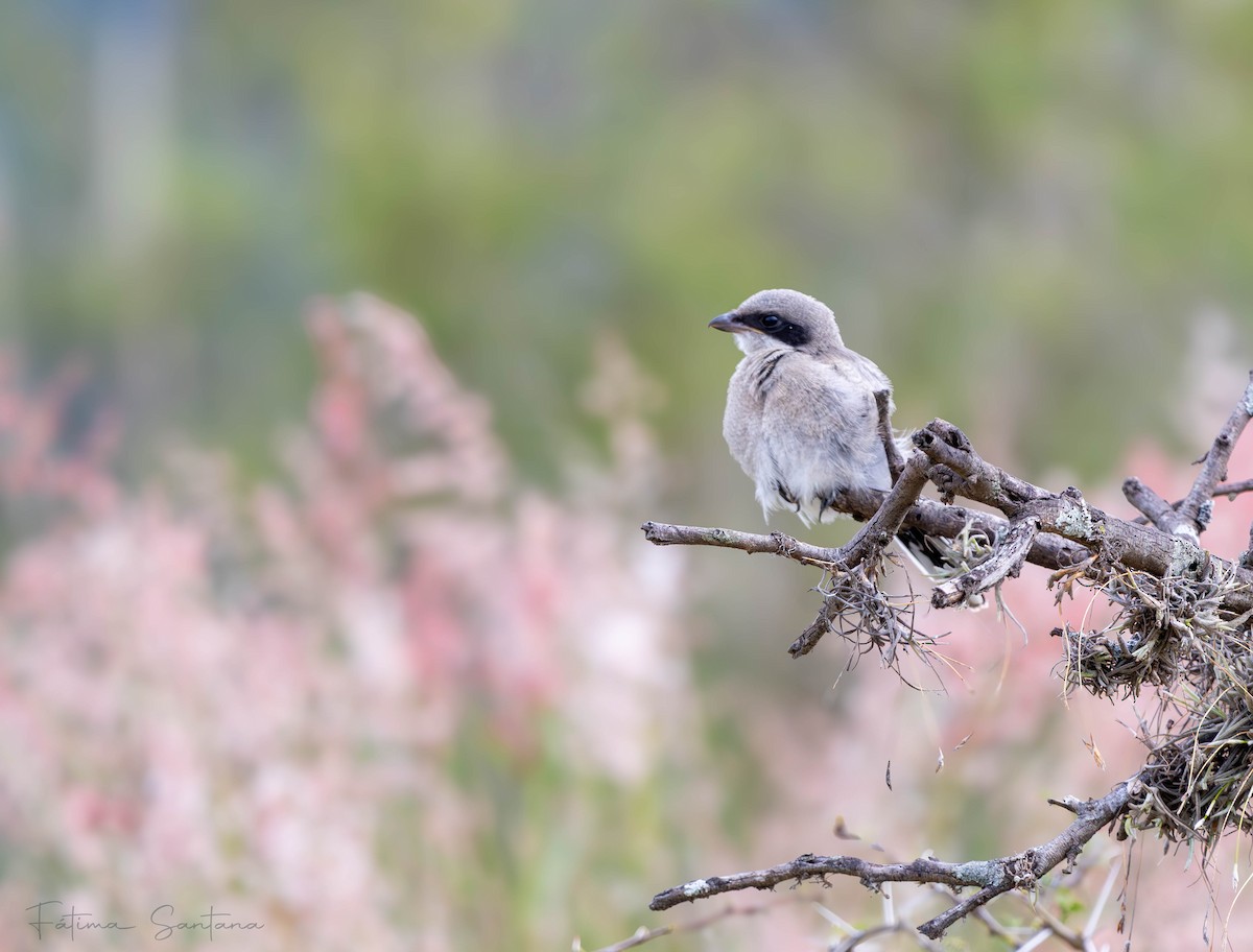 Pie-grièche migratrice - ML638246998