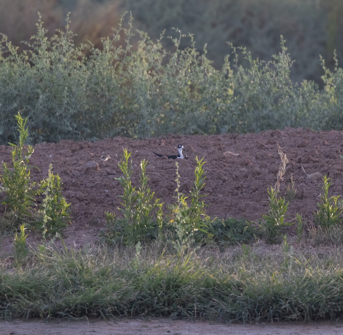 Black-necked Stilt (Black-necked) - ML638247028