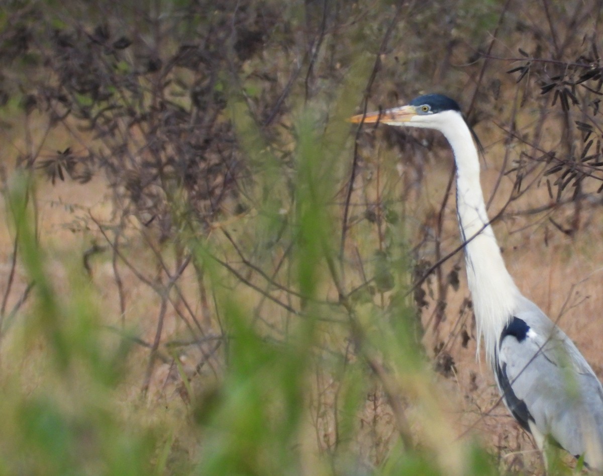 Cocoi Heron - ML638247044