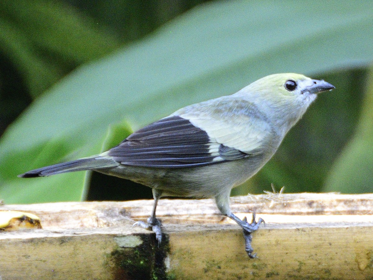 Palm Tanager - ML638247048