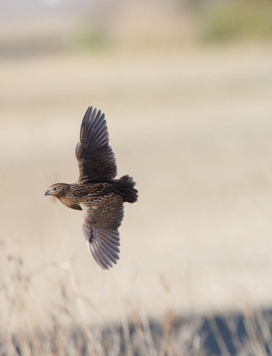 Brown Quail - ML638247049