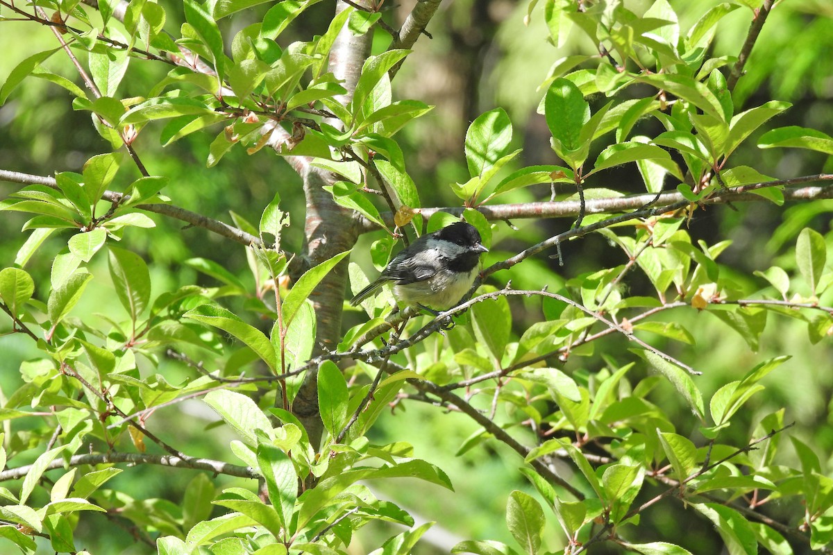 Black-capped Chickadee - ML638247050