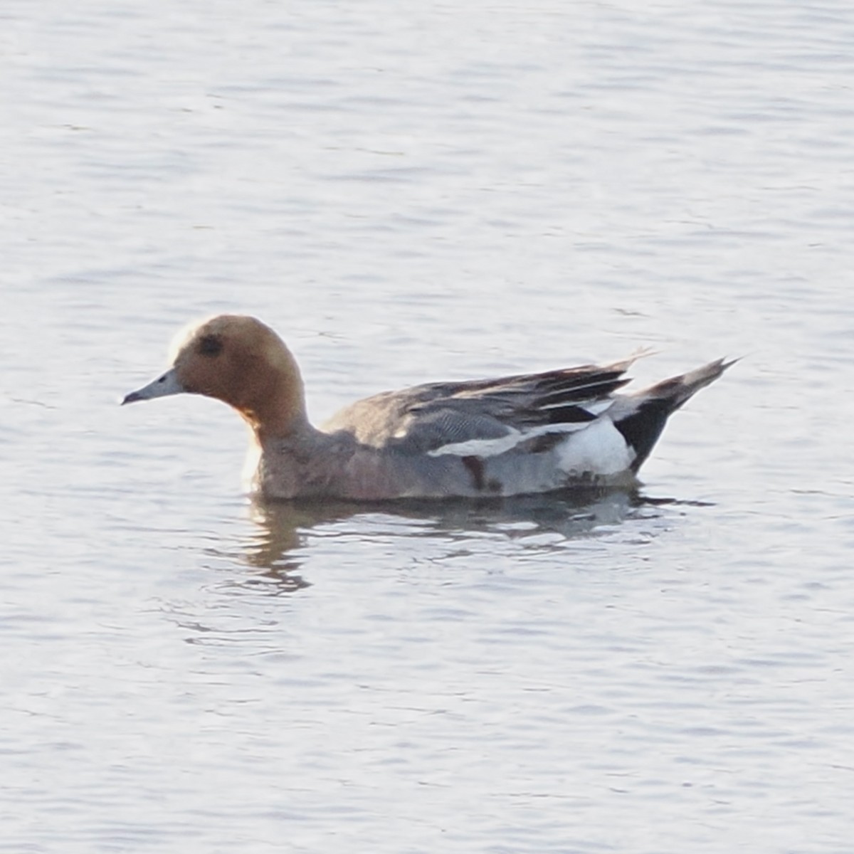 Eurasian Wigeon - ML638247061