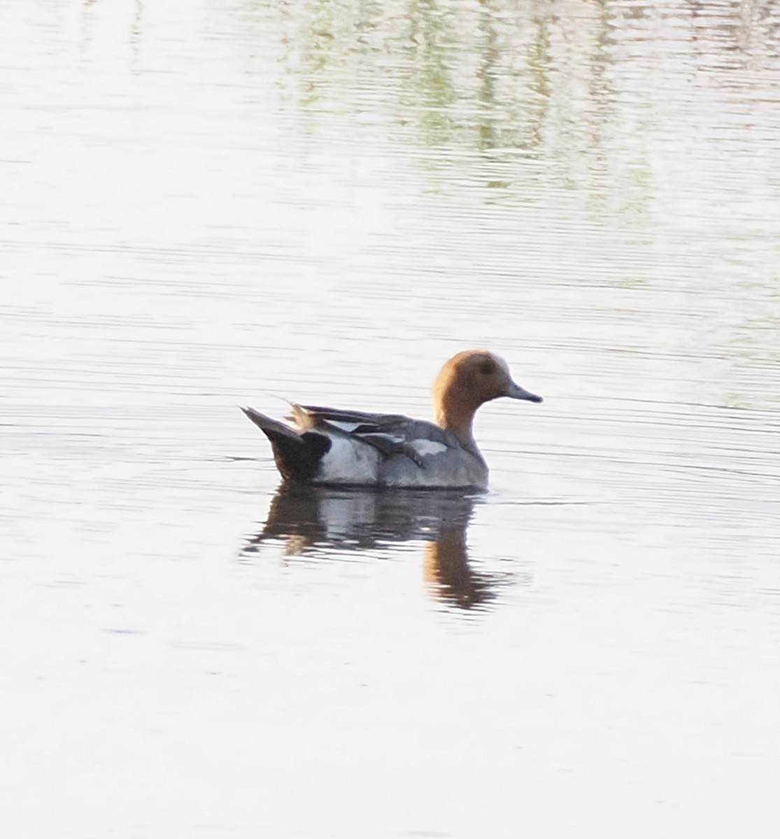 Eurasian Wigeon - ML638247062