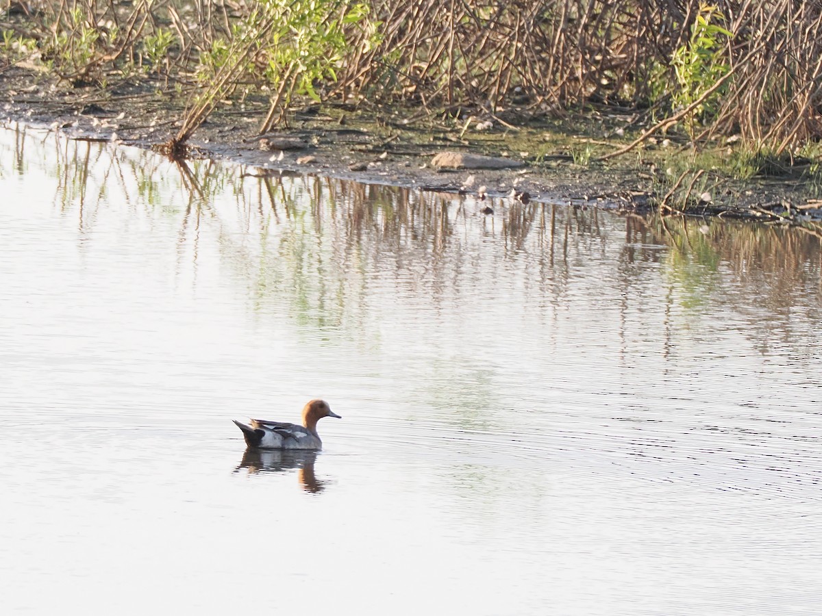 Eurasian Wigeon - ML638247063