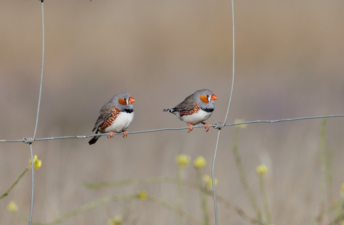 Zebra Finch - ML638247065