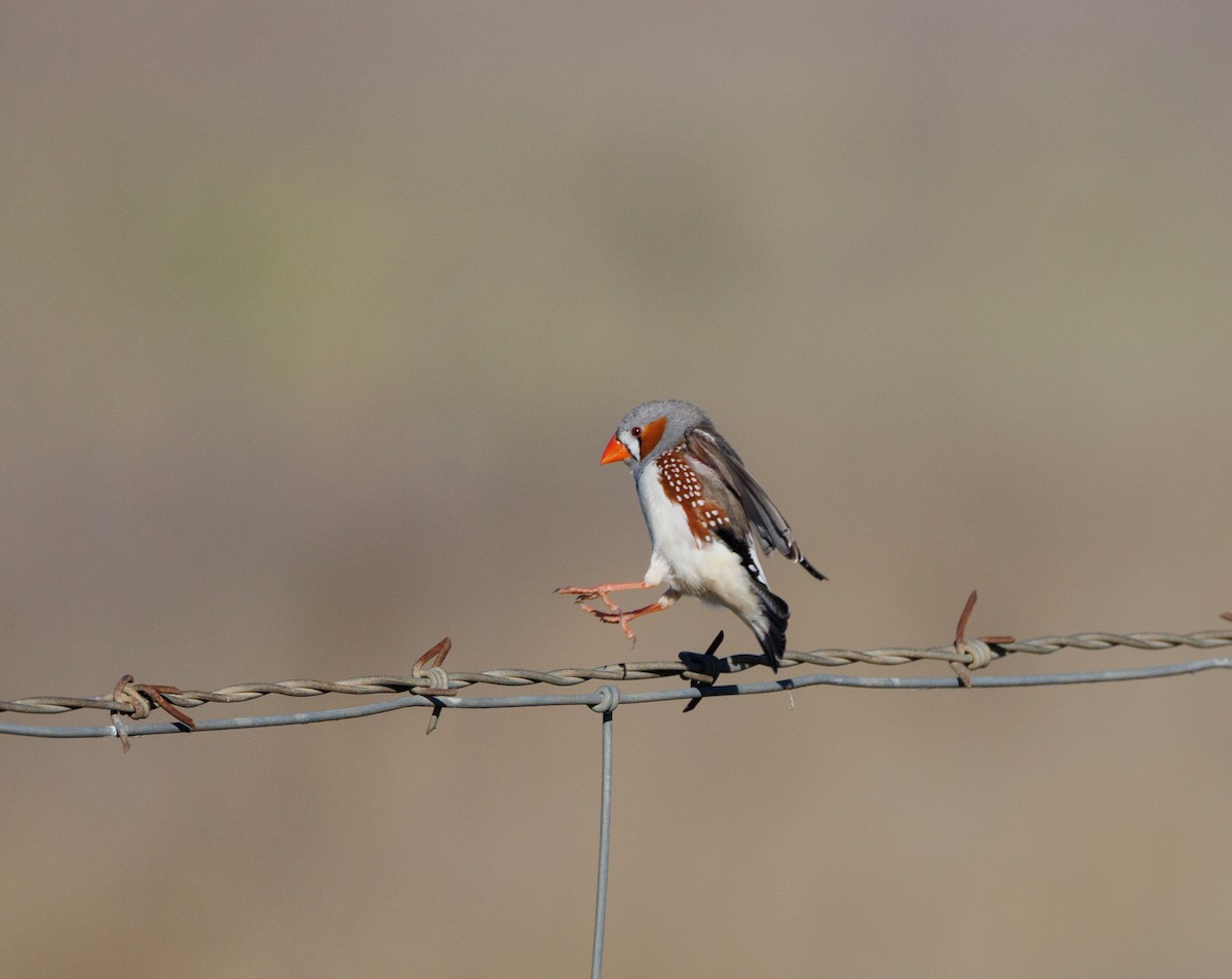 Zebra Finch - ML638247066