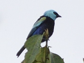 Blue-necked Tanager - ML638247071