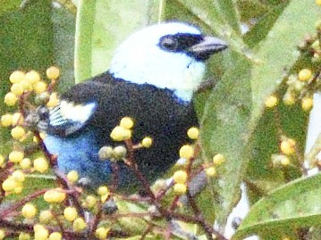 Blue-necked Tanager - ML638247072