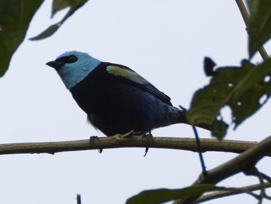 Blue-necked Tanager - ML638247073