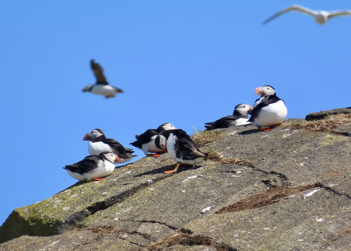 Atlantic Puffin - ML638247084