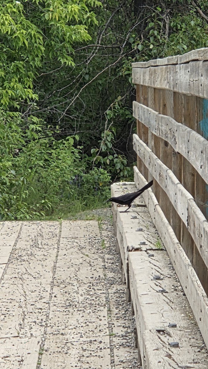 Großschwanzgrackel - ML638247090