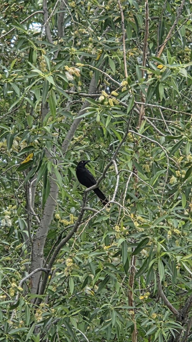 Großschwanzgrackel - ML638247091