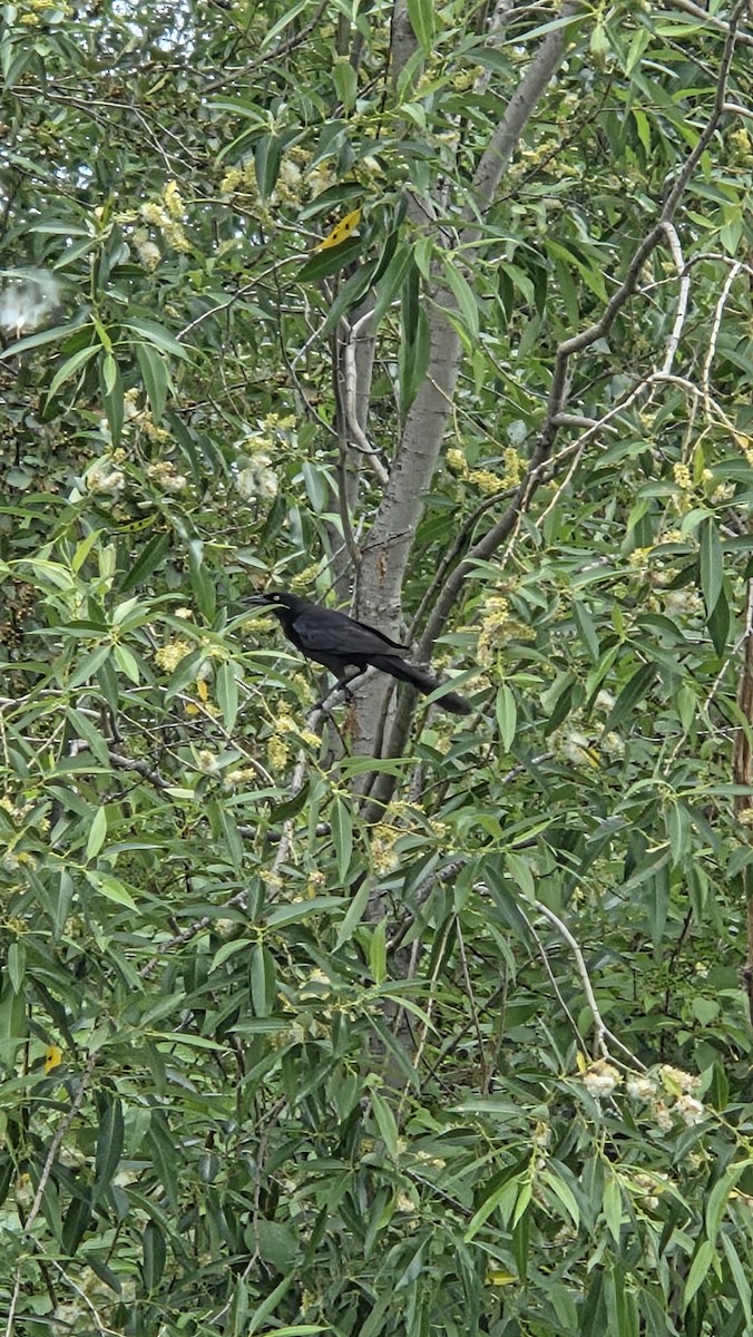 Großschwanzgrackel - ML638247092