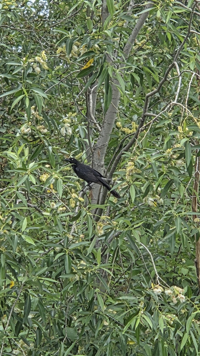 Großschwanzgrackel - ML638247093