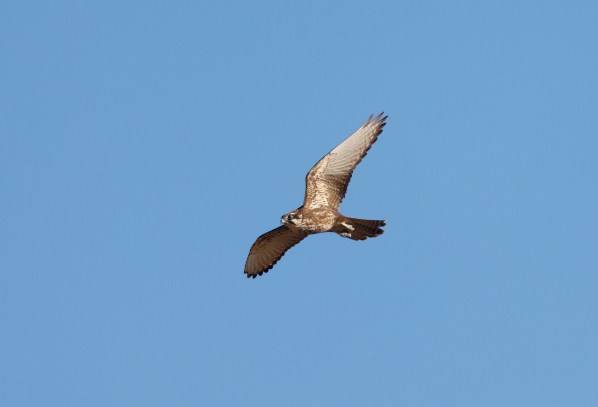 Brown Falcon - ML638247100