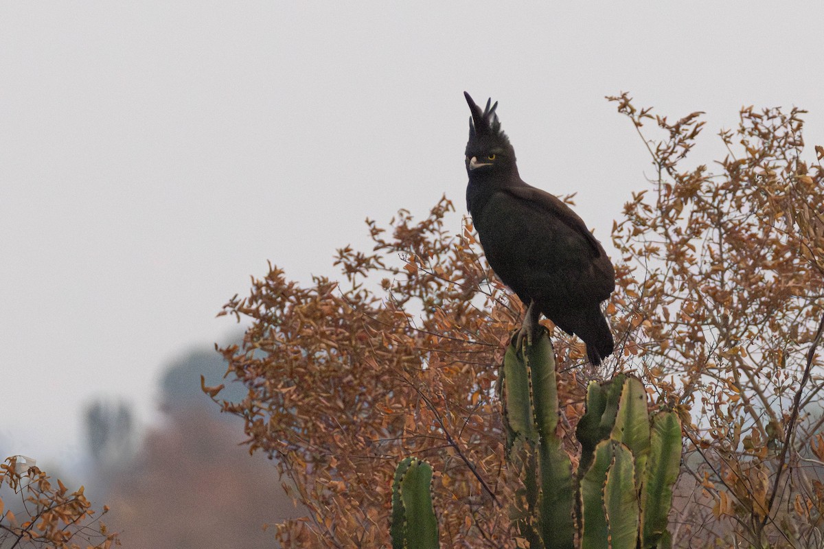 Long-crested Eagle - ML638247118