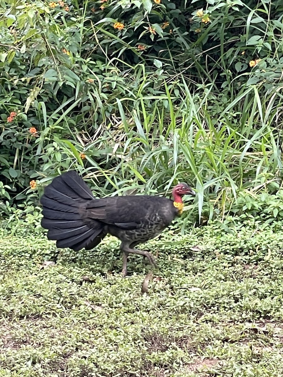 Australian Brushturkey - ML638247137