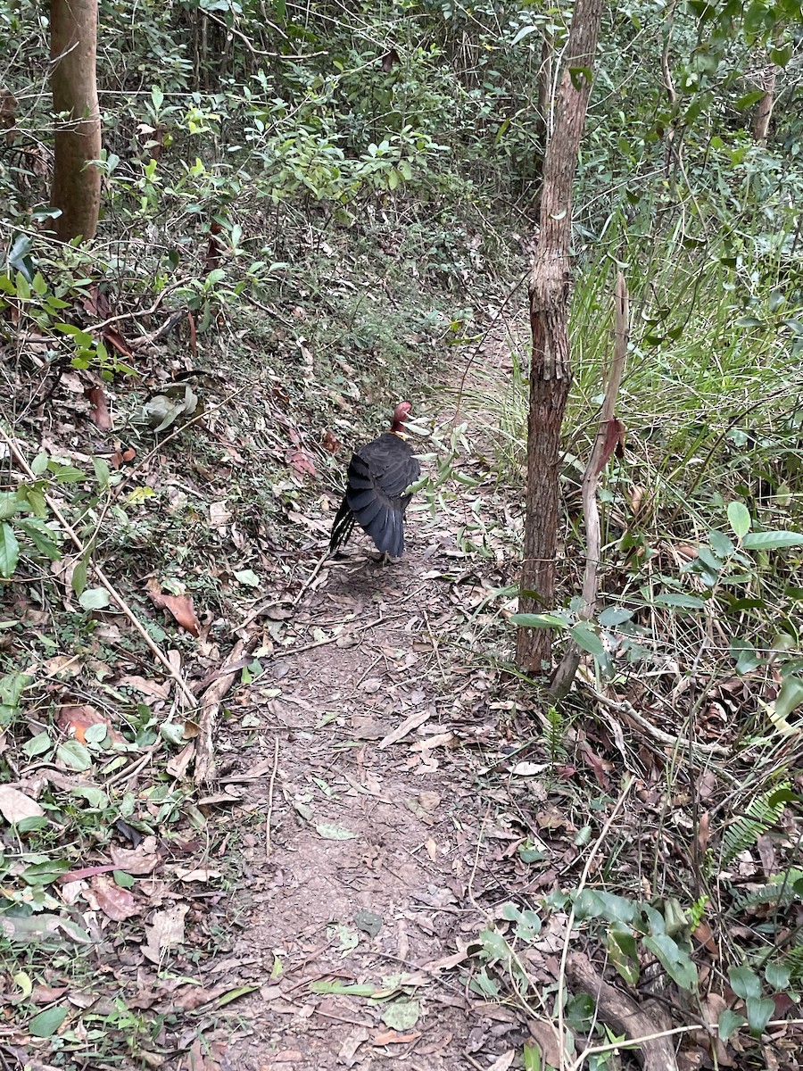 Australian Brushturkey - ML638247138