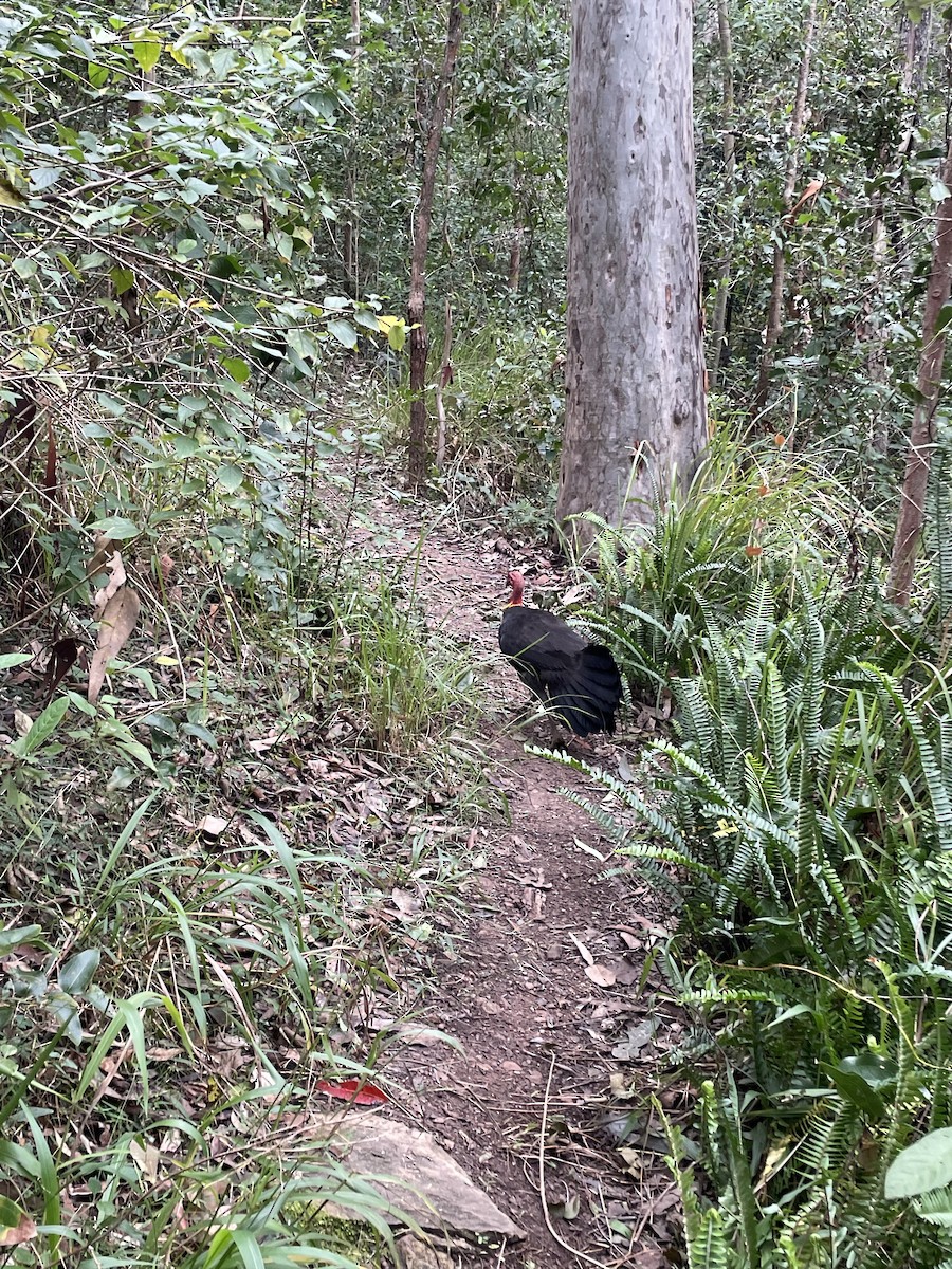 Australian Brushturkey - ML638247139