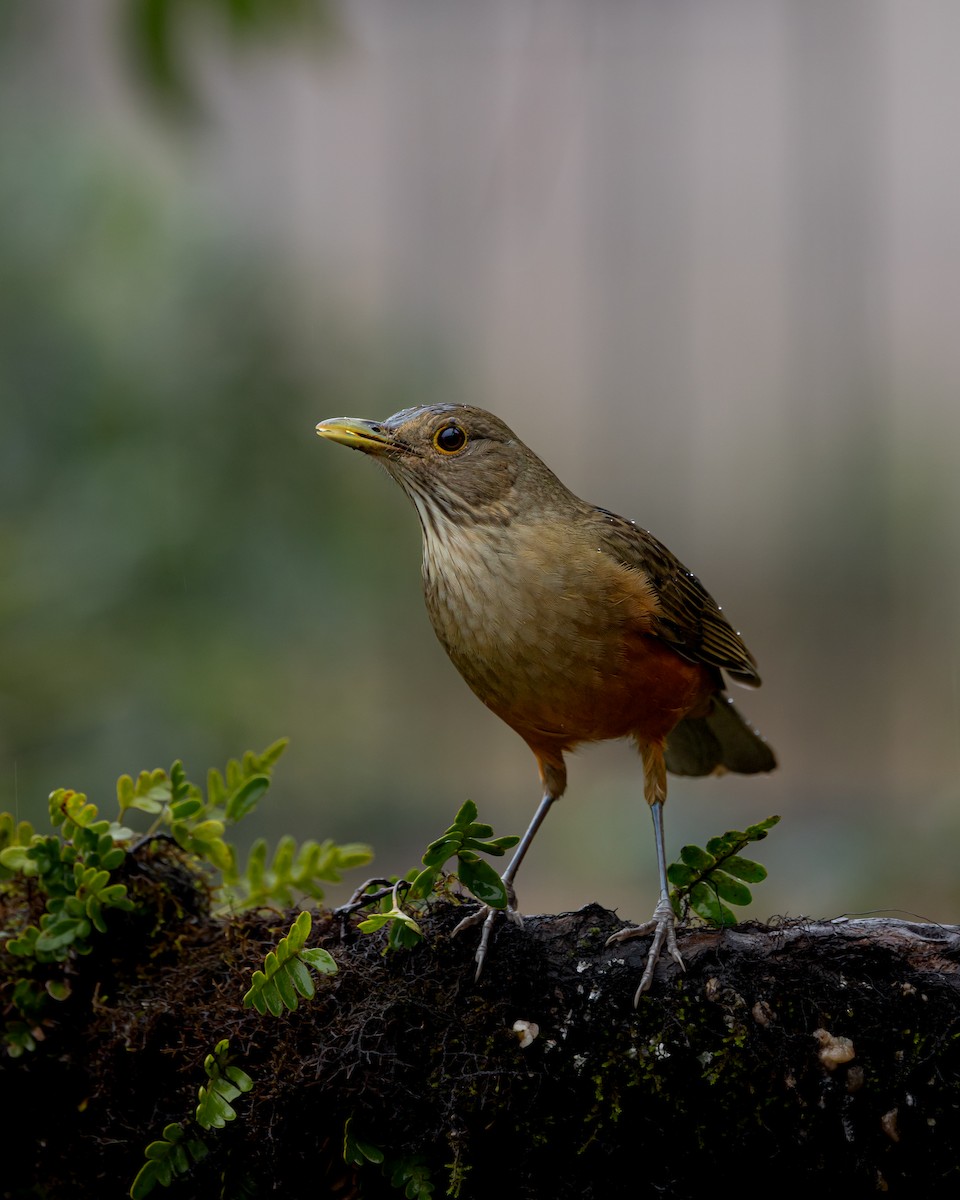 Rufous-bellied Thrush - ML638247140