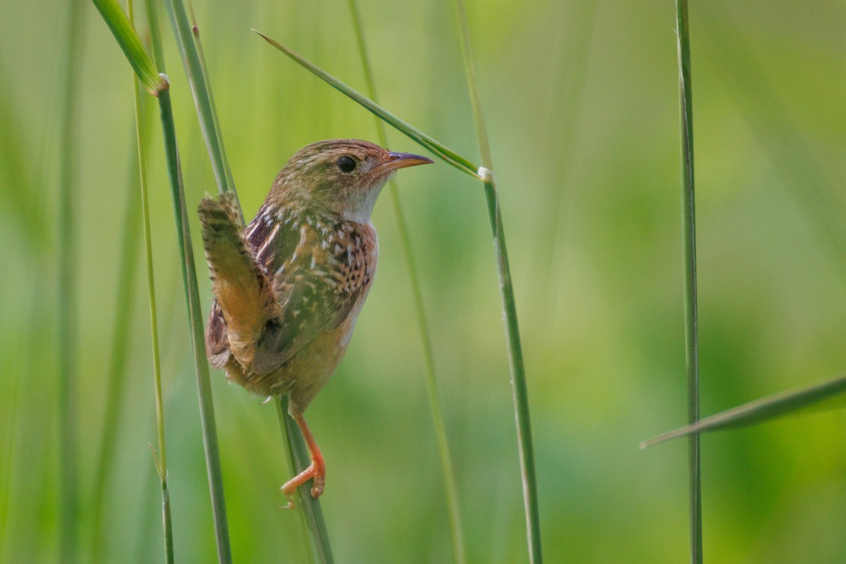 Sedge Wren - ML638247161