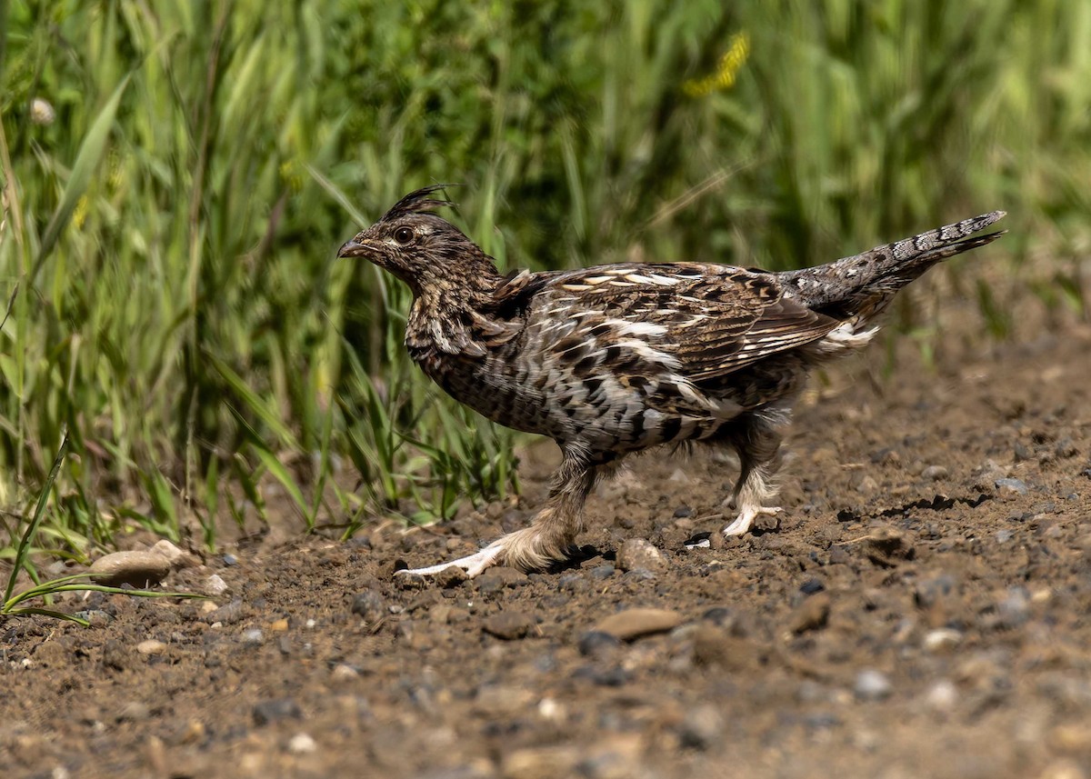 Ruffed Grouse - ML638247164