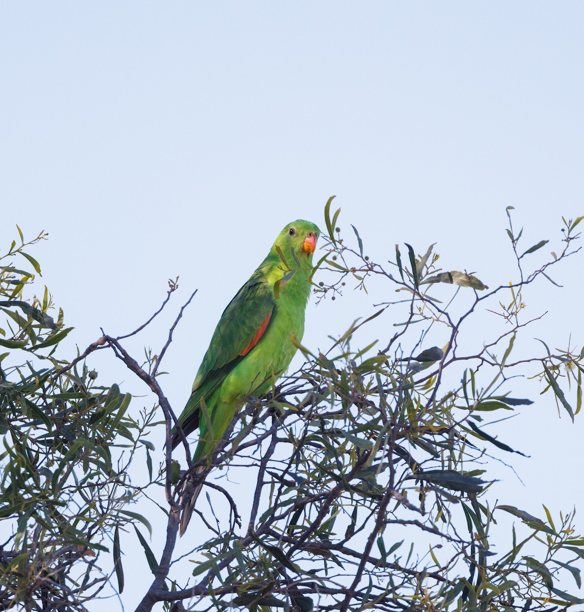 Red-winged Parrot - ML638247166