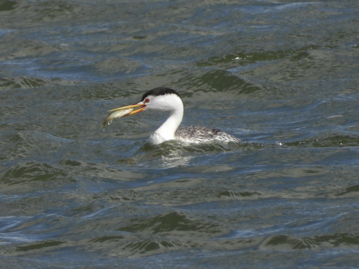 Clark's Grebe - ML638247168