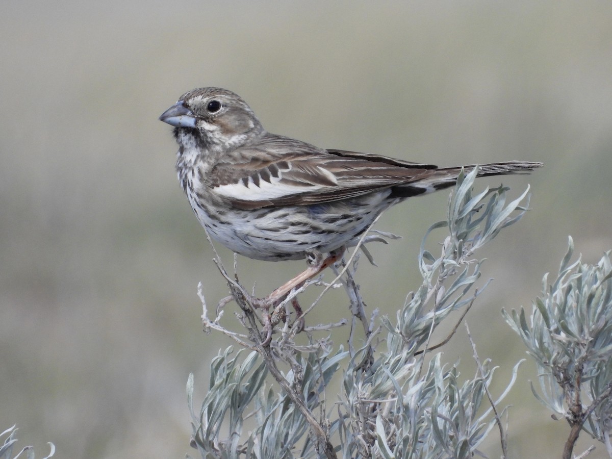 Lark Bunting - ML638247171