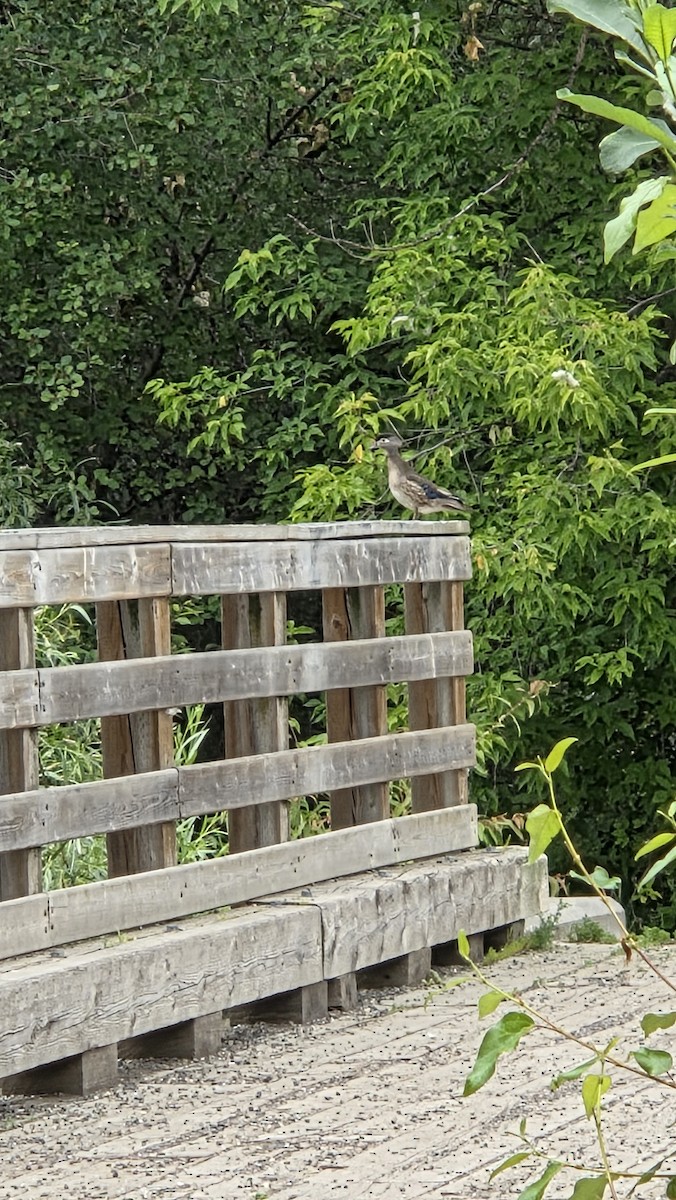 Brautente - ML638247194