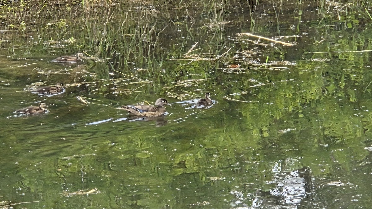 Brautente - ML638247195