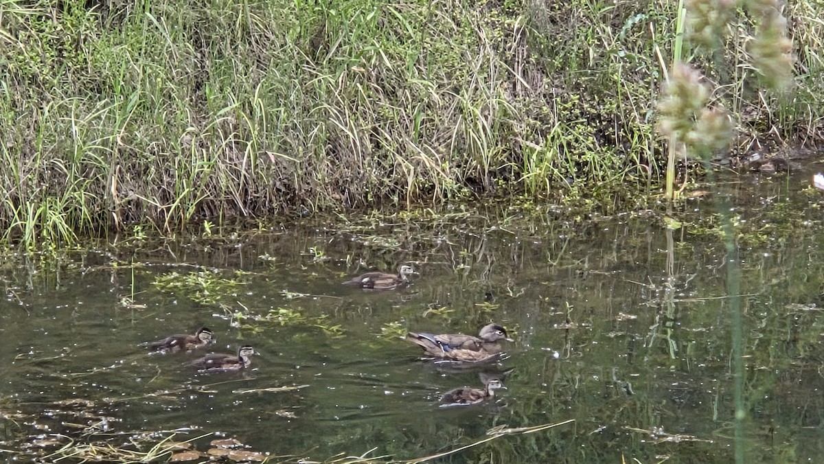 Brautente - ML638247196