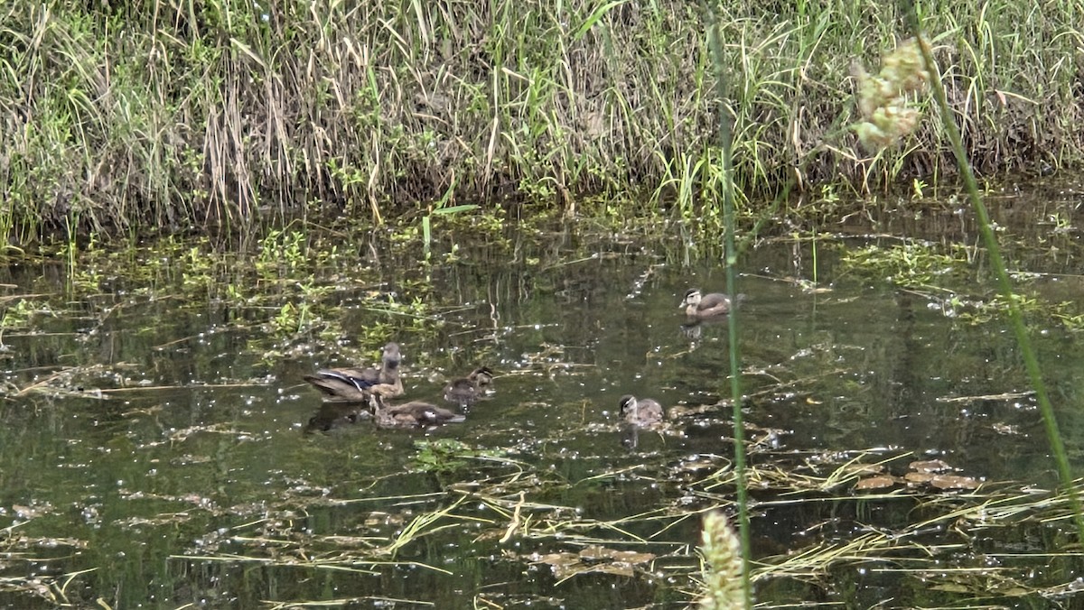 Brautente - ML638247197