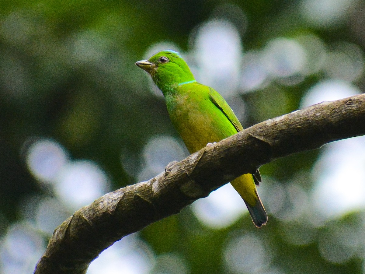 Blue-crowned Chlorophonia - ML638247199