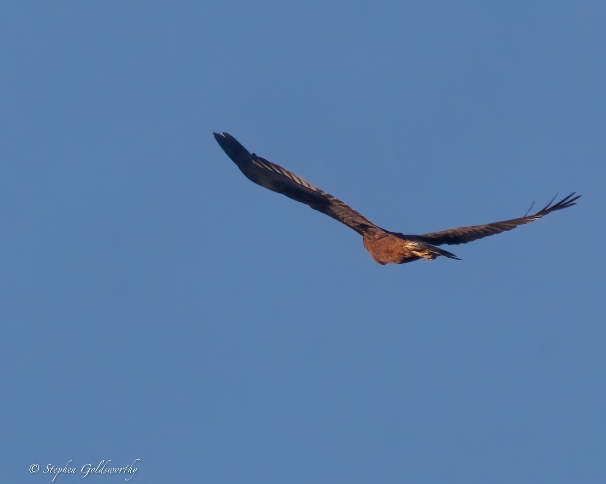 Swamp Harrier - ML638247232
