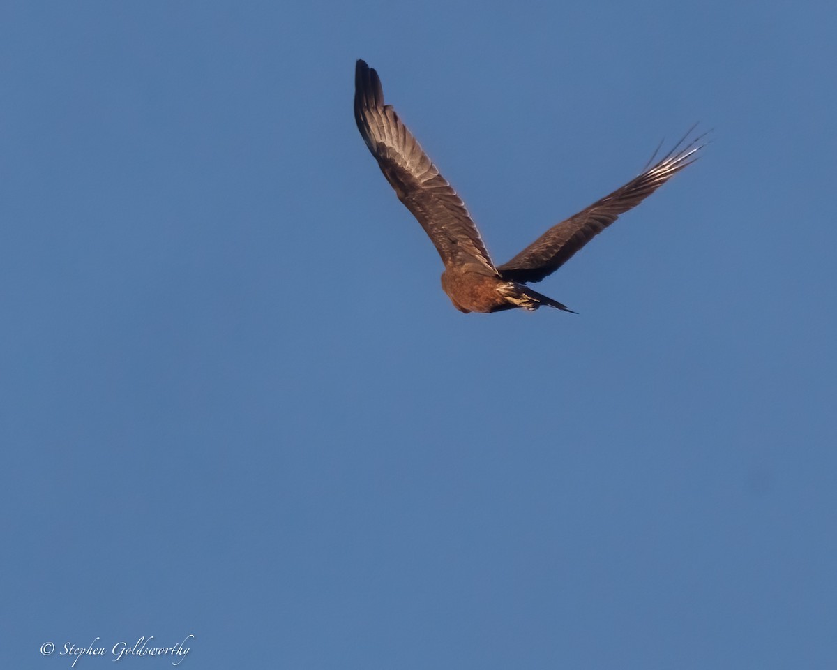 Swamp Harrier - ML638247233