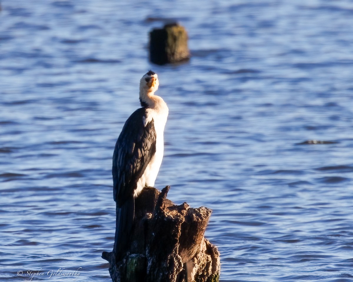 Little Pied Cormorant - ML638247254