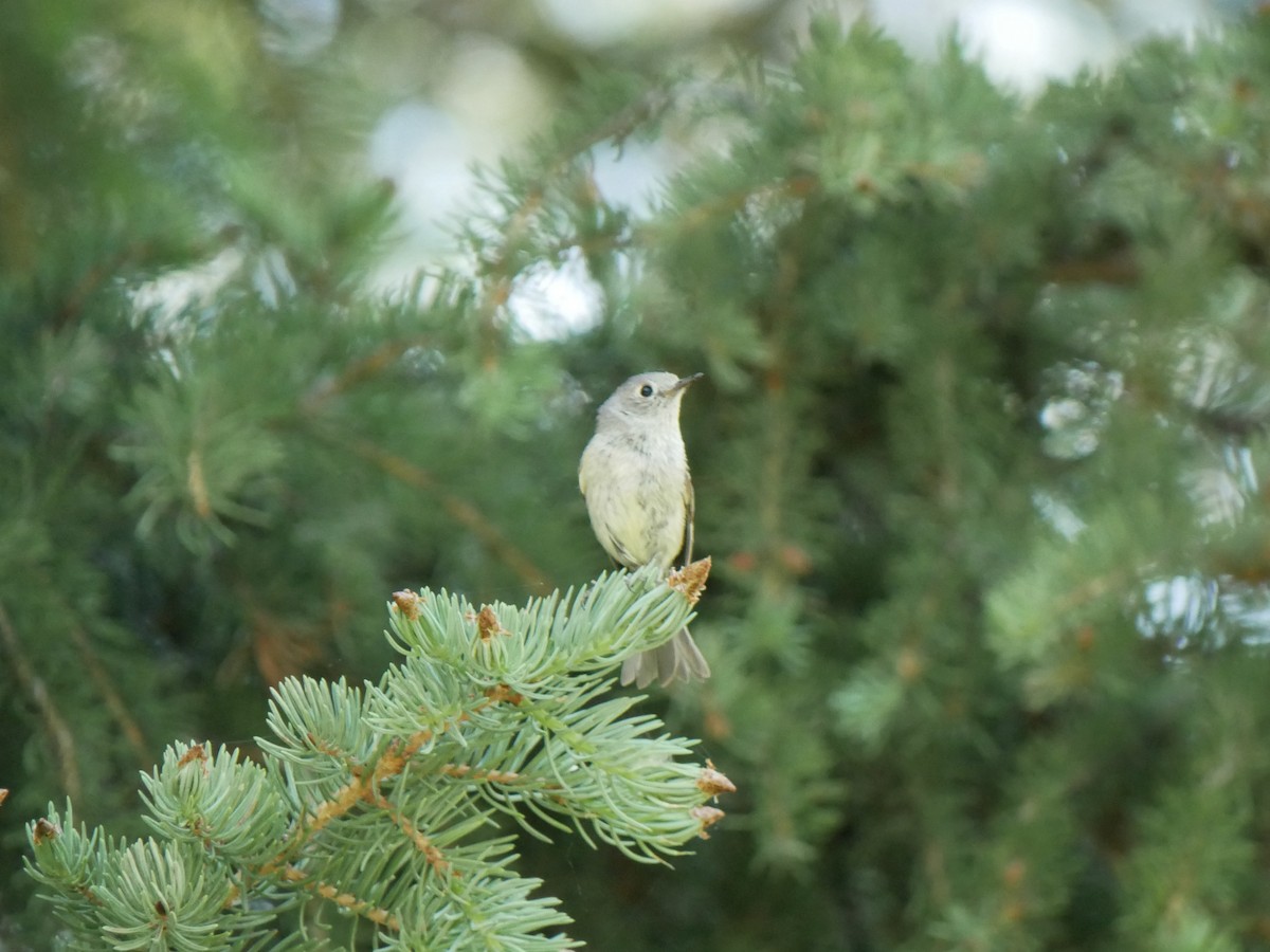 Ruby-crowned Kinglet - ML638247257